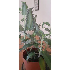 Mother of thousands plant